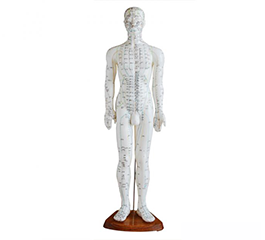 DM-P6704 人體針灸模型（男）50cm    